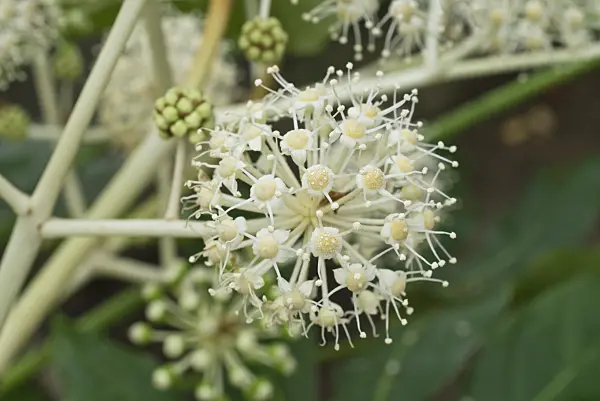 609055 - Japanese aralia (Fatsia japonica)