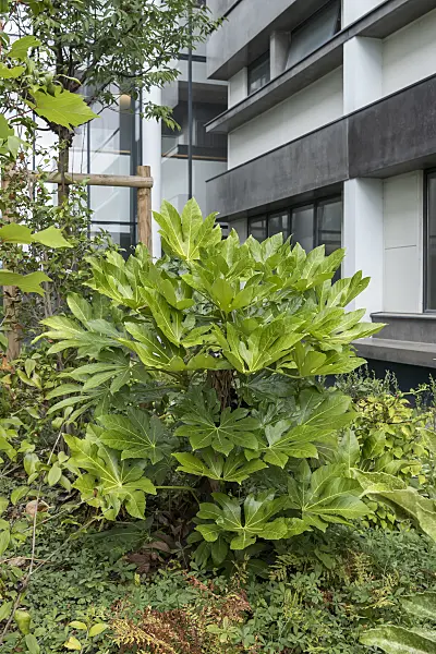 635044 - Japanese aralia (Fatsia japonica)