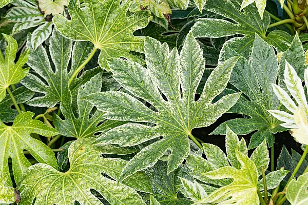 664148 - Japanese aralia (Fatsia japonica 'Spider's Web')