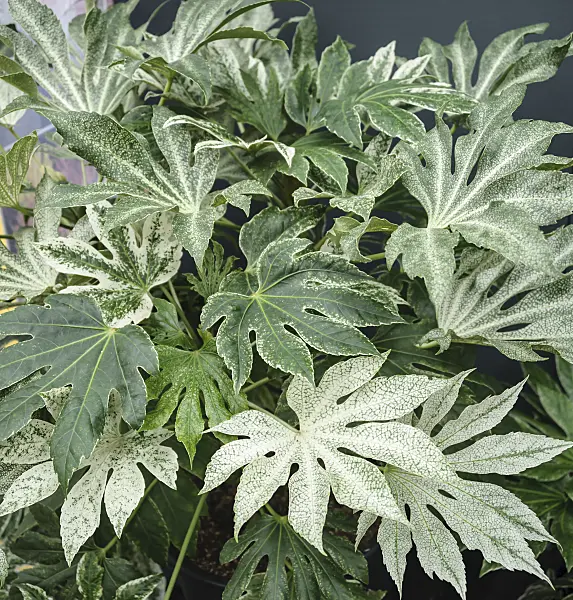 535275 - Japanese aralia (Fatsia japonica 'Spiders Web')