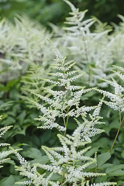 473050 - Japanese astilbe (Astilbe japonica)