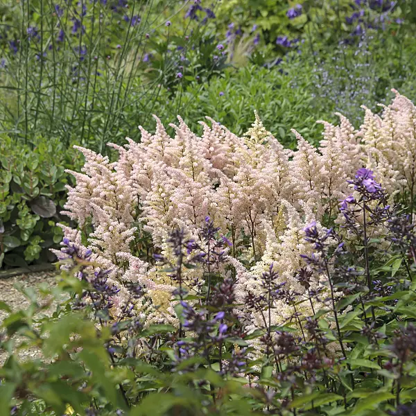 547069 - Japanese astilbe (Astilbe japonica 'Peach Blossom')