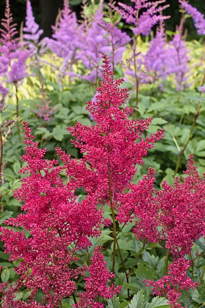 570005 - Japanese astilbe (Astilbe japonica 'Red Sentinel')
