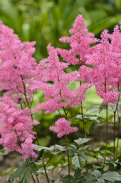 521442 - Japanese astilbe (Astilbe japonica 'Rheinland')