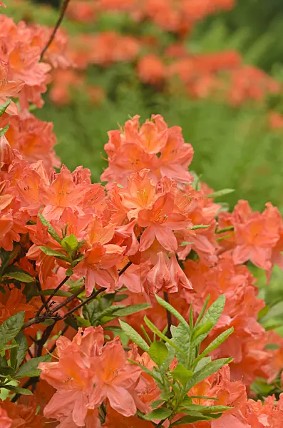 544143 - Japanese azalea (Rhododendron japonicum)