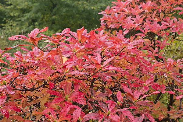 549188 - Japanese azalea (Rhododendron japonicum)