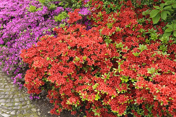 472099 - Japanese azalea (Rhododendron x obtusum)