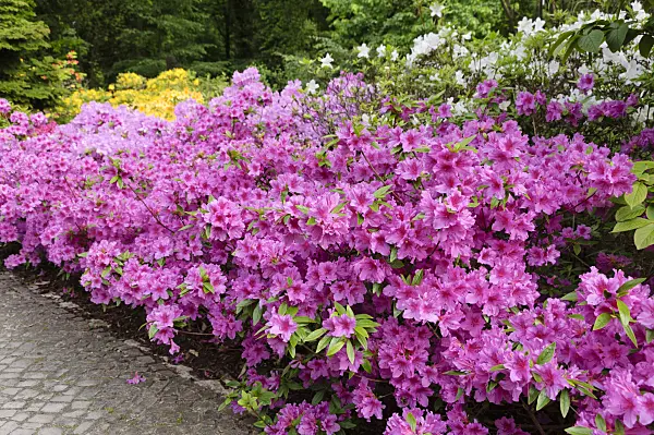 484256 - Japanese azalea (Rhododendron x obtusum)
