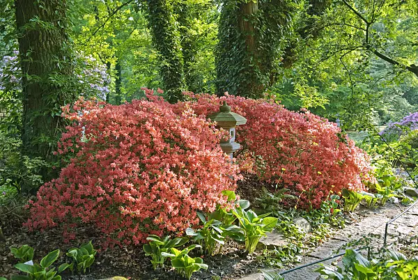 502402 - Japanese azalea (Rhododendron x obtusum)