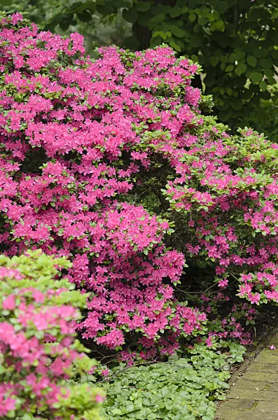 520417 - Japanese azalea (Rhododendron x obtusum)