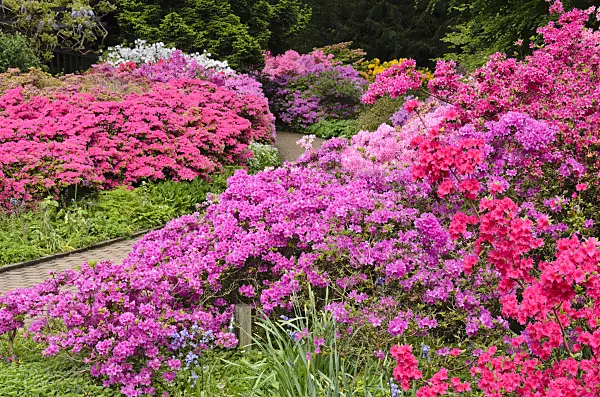 520451 - Japanese azalea (Rhododendron x obtusum)