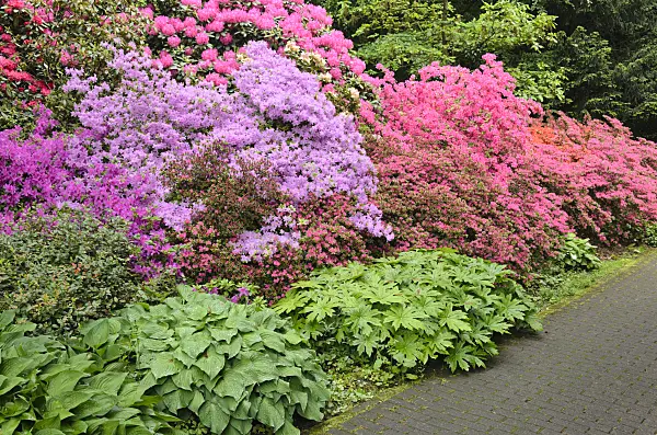 520453 - Japanese azalea (Rhododendron x obtusum)