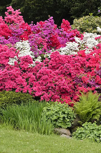 520467 - Japanese azalea (Rhododendron x obtusum)