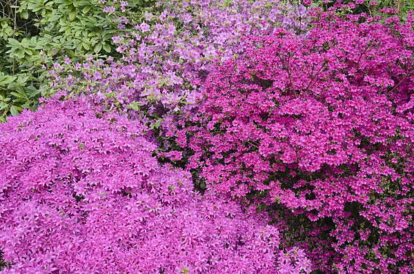 544087 - Japanese azalea (Rhododendron x obtusum)