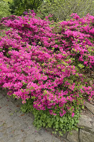 520303 - Japanese azalea (Rhododendron x obtusum 'Amoenum')