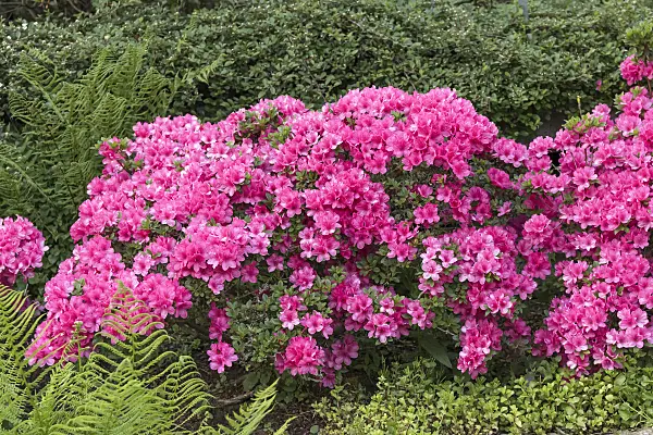 625340 - Japanese azalea (Rhododendron x obtusum 'Anne Frank')