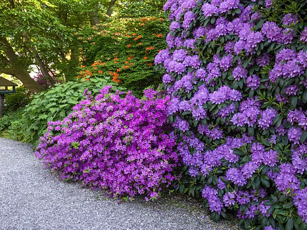 460152 - Japanese azalea (Rhododendron x obtusum 'Beethoven')