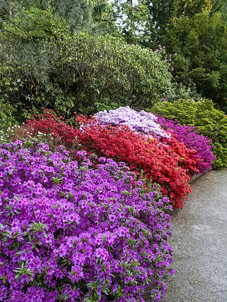 460093 - Japanese azalea (Rhododendron x obtusum 'Beethoven'), Kaempfer azalea (Rhododendron kaempferi 'Orange Beauty') and Japanese azalea (Rhododendron x obtusum 'Amoenum')