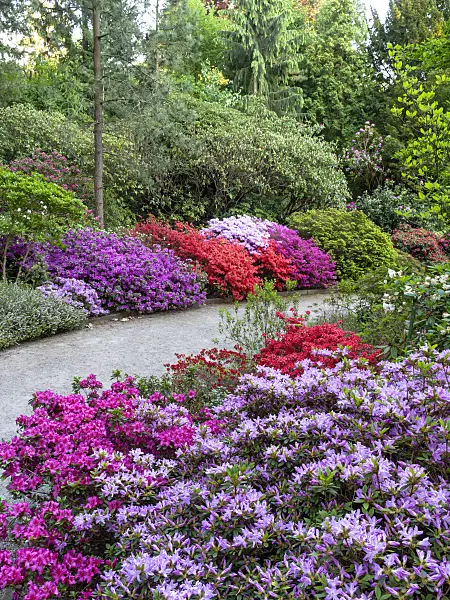 460094 - Japanese azalea (Rhododendron x obtusum 'Beethoven'), Kaempfer azalea (Rhododendron kaempferi 'Orange Beauty') and Japanese azalea (Rhododendron x obtusum 'Amoenum')