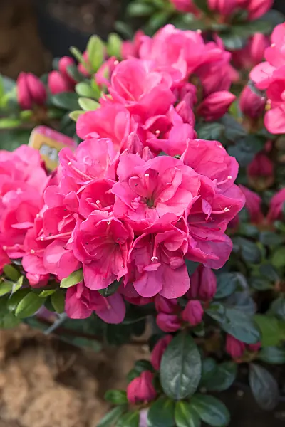 664364 - Japanese azalea (Rhododendron x obtusum 'Canzonetta')
