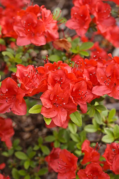 484257 - Japanese azalea (Rhododendron x obtusum 'Hino-Crimson')