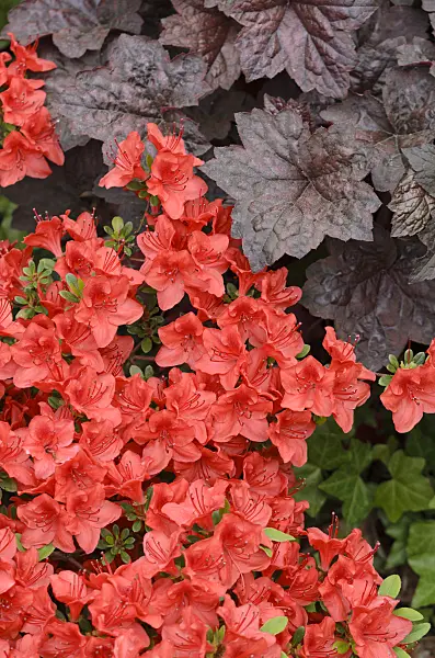 520299 - Japanese azalea (Rhododendron x obtusum 'Hino-Crimson') and crevice alumroot (Heuchera micrantha 'Palace Purple')
