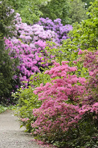 520487 - Japanese azalea (Rhododendron x obtusum 'Hinomayo')