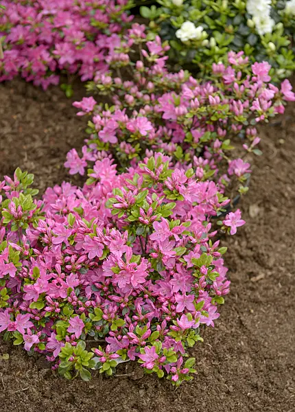 558216 - Japanese azalea (Rhododendron x obtusum 'Kermesina')