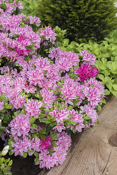 638251 - Japanese azalea (Rhododendron x obtusum 'Kermesina Rosé')