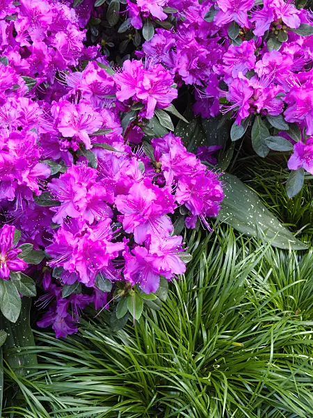 400047 - Japanese azalea (Rhododendron x obtusum 'Königstein')
