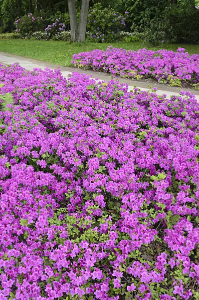 520333 - Japanese azalea (Rhododendron x obtusum 'Königstein')