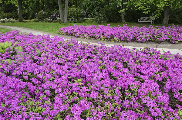 520334 - Japanese azalea (Rhododendron x obtusum 'Königstein')