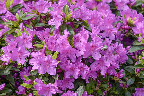 558217 - Japanese azalea (Rhododendron x obtusum 'Königstein')