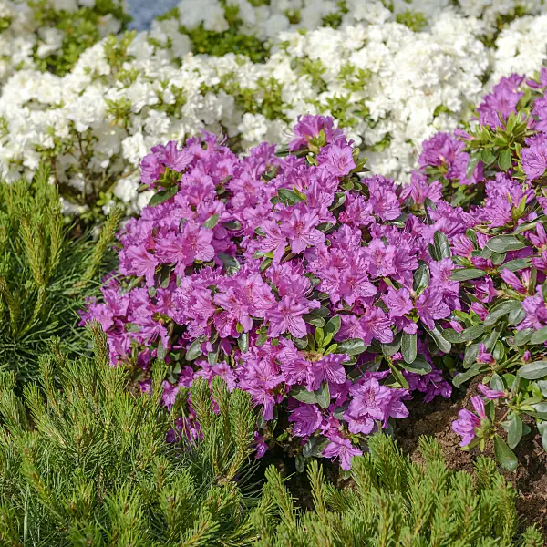 558218 - Japanese azalea (Rhododendron x obtusum 'Königstein')