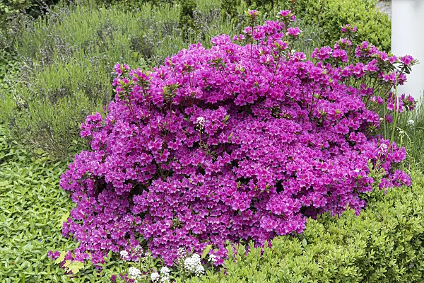 638254 - Japanese azalea (Rhododendron x obtusum 'Königstein')