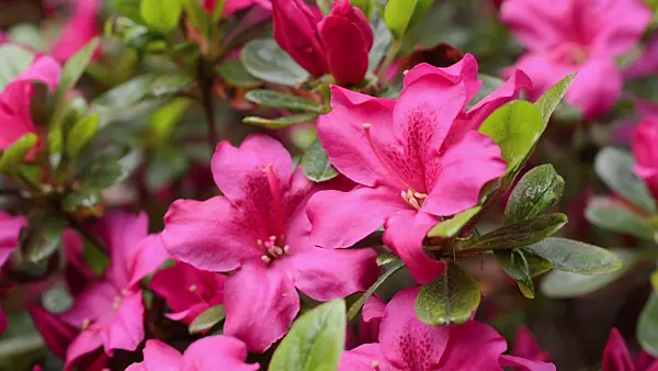 496014 - Japanese azalea (Rhododendron x obtusum 'Mother's Day')