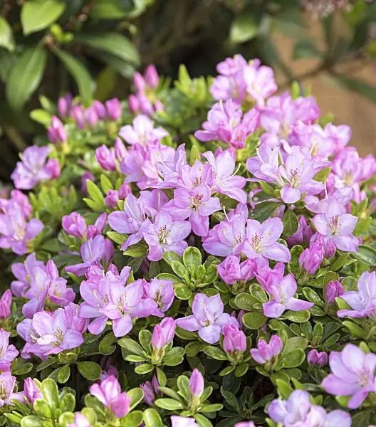 651472 - Japanese azalea (Rhododendron x obtusum 'Negligé')