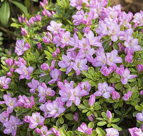 651474 - Japanese azalea (Rhododendron x obtusum 'Negligé')