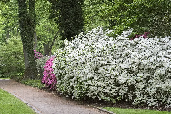 625342 - Japanese azalea (Rhododendron x obtusum 'Palestrina')
