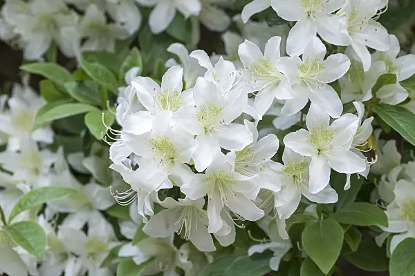 625343 - Japanese azalea (Rhododendron x obtusum 'Palestrina')