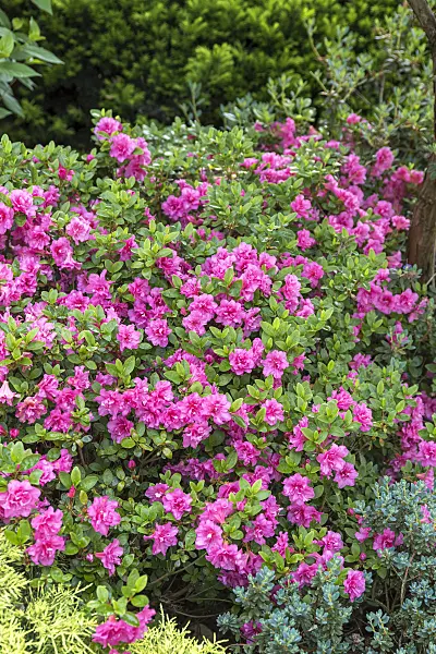 625345 - Japanese azalea (Rhododendron x obtusum 'Petticoat')