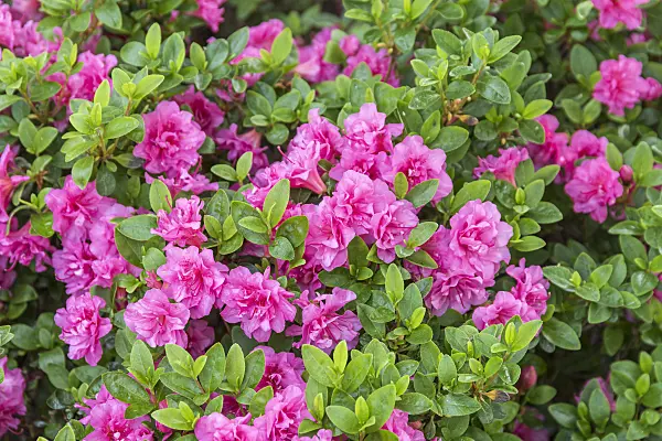 625346 - Japanese azalea (Rhododendron x obtusum 'Petticoat')