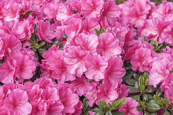 638267 - Japanese azalea (Rhododendron x obtusum 'Pinky Jane')