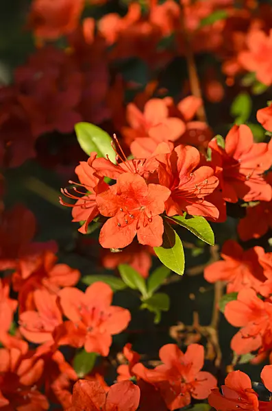 520368 - Japanese azalea (Rhododendron x obtusum 'Rotstein')