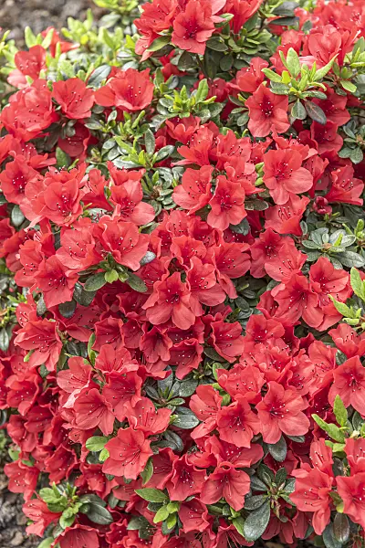 638278 - Japanese azalea (Rhododendron x obtusum 'Sandy's Fire')