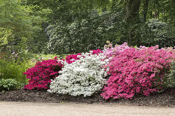 651477 - Japanese azalea (Rhododendron x obtusum 'Schneeglanz')
