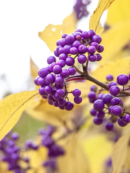 431009 - Japanese beautyberry (Callicarpa japonica)