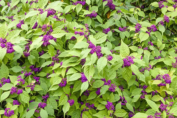 453014 - Japanese beautyberry (Callicarpa japonica)