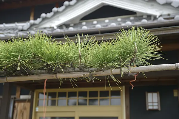 547226 - Japanese black pine (Pinus thunbergii)