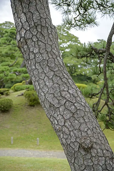 547227 - Japanese black pine (Pinus thunbergii)